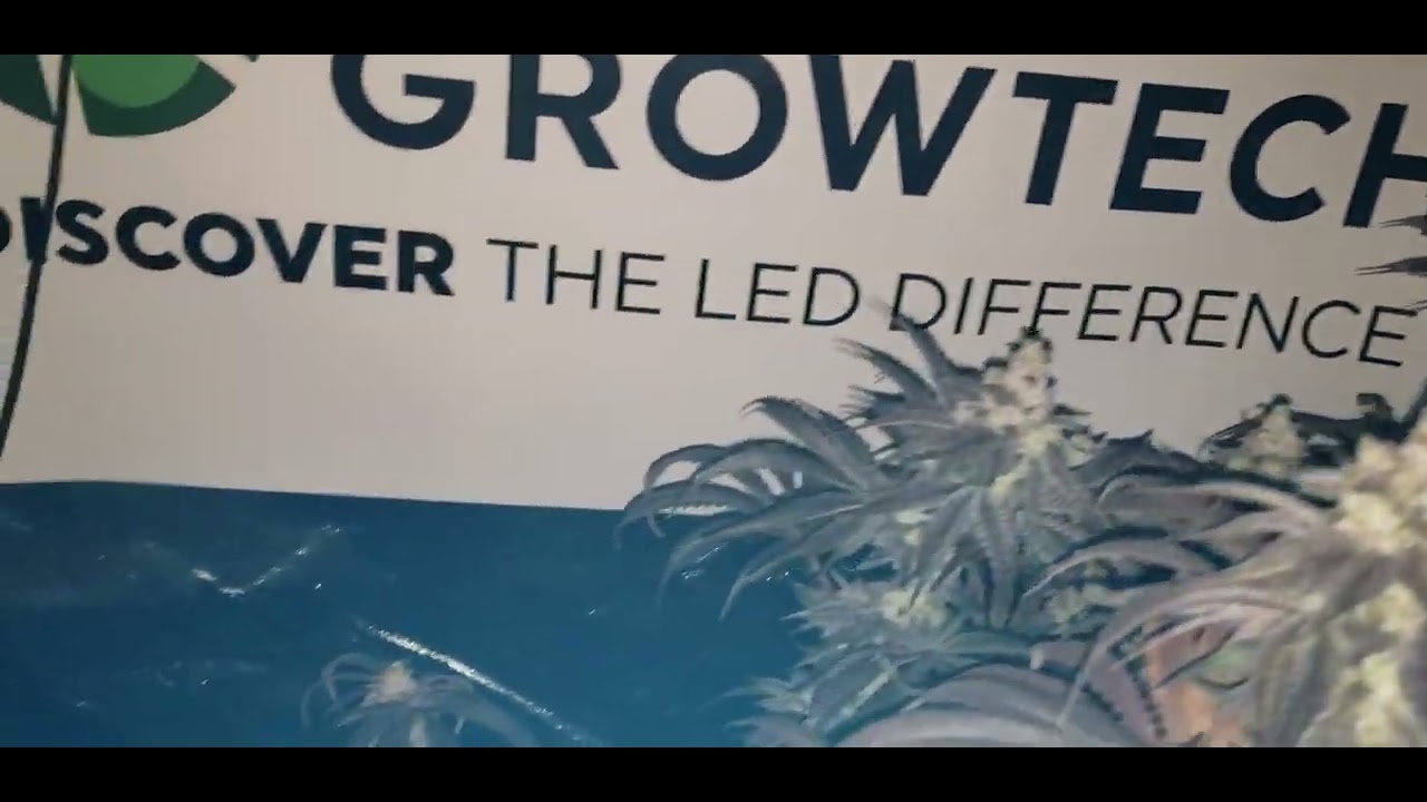 L.A Confidential Canuck Seeds