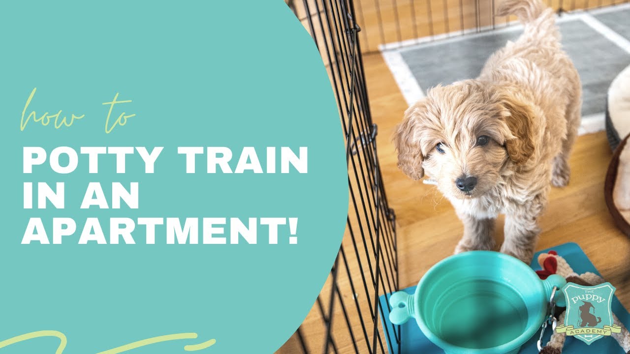 How to Potty Train Your Puppy if You Live in an Apartment!