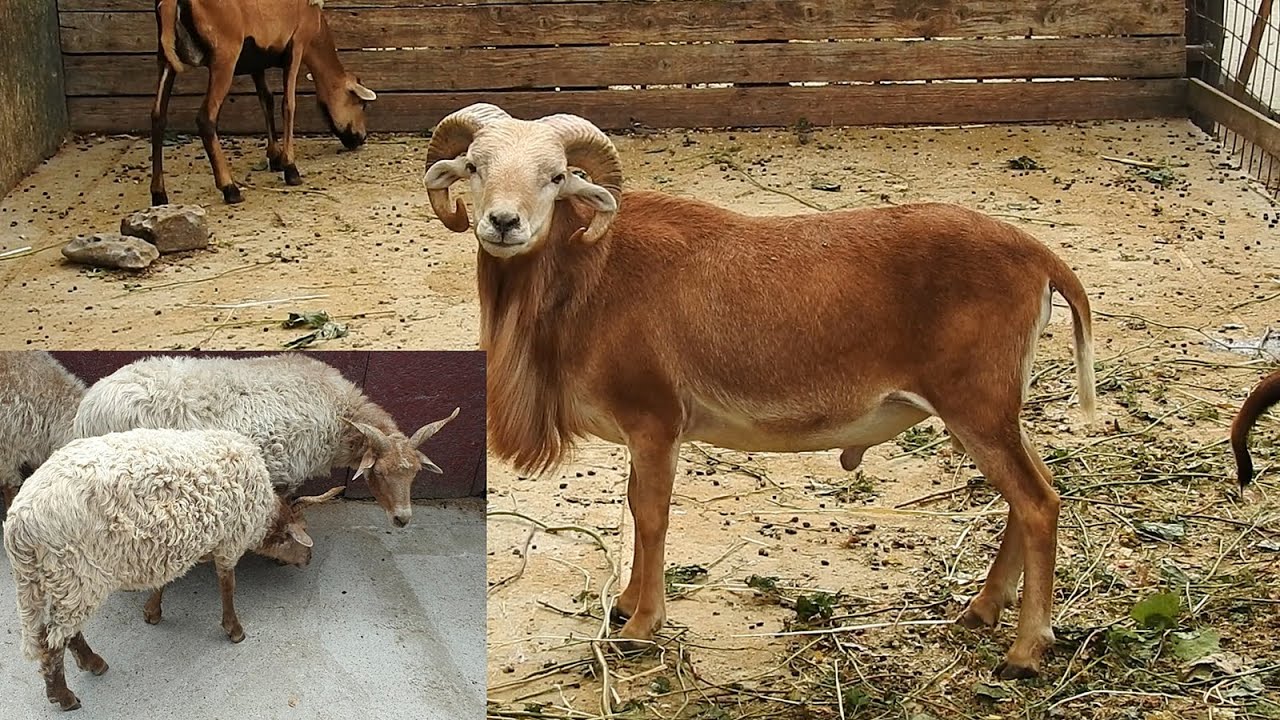 OI DE CAMERUN SI OI RASA RATCA - OI MAI RARE IN ROMANIA.