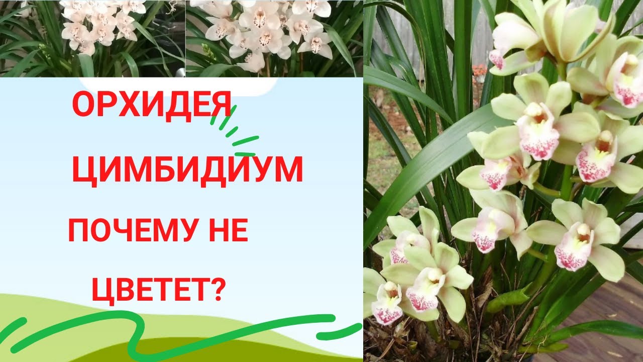 Орхидея цимбидиум  Почему не цветет и как заставить цвести. Оказалось все проще простого!