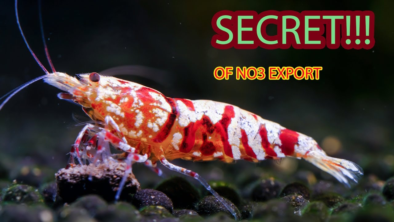 SECRET OF NITRATE IN SHRIMP TANK - tutorial to improve water