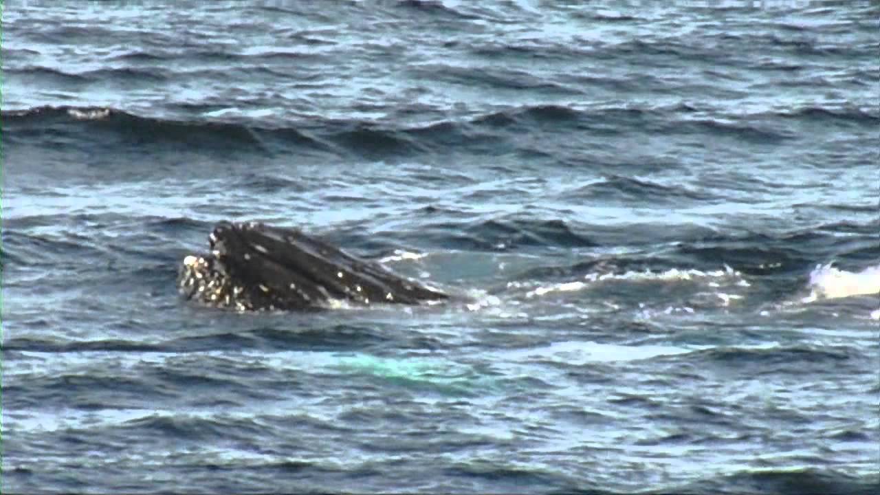 23 f&eacute;vrier 2013: Pleneau Bay-Port Charcot, Dallmann Bay et ses baleines - P&eacute;ninsule Antarctique