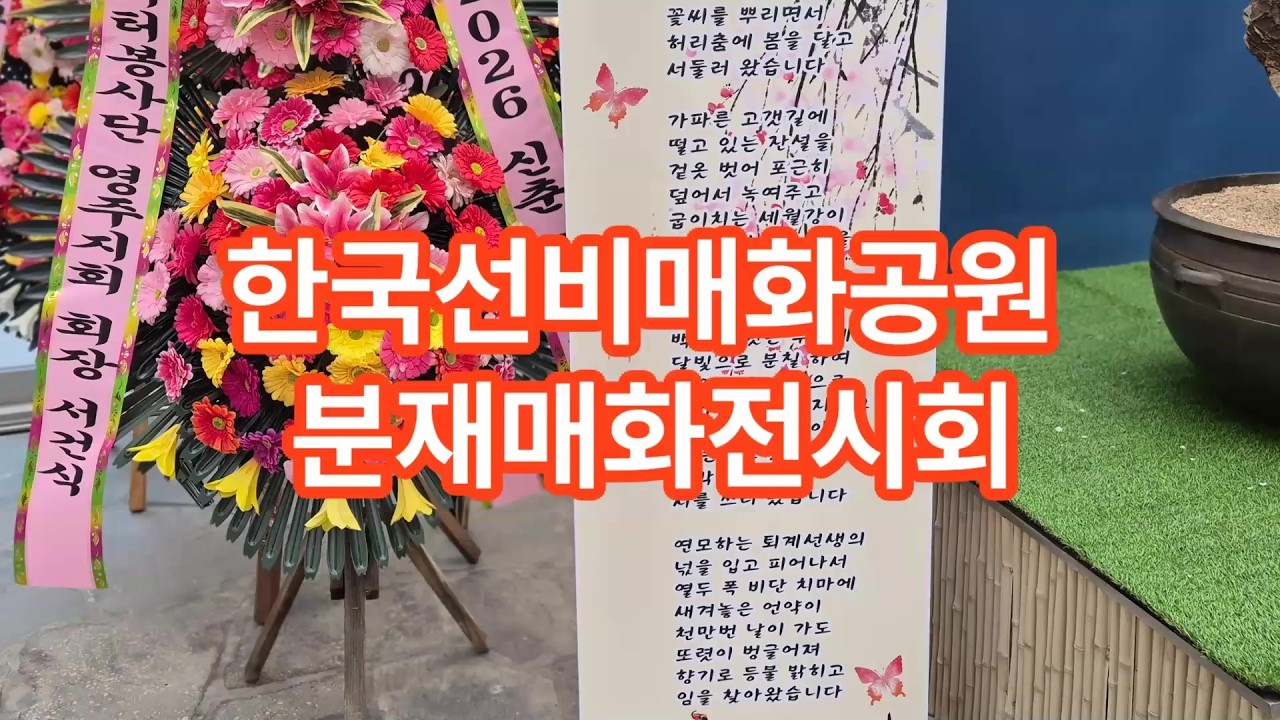 한국선비매화공원 매화전시회 영주에서 가장 먼저 만나는 봄  #매화전시회     #영주 #shorts