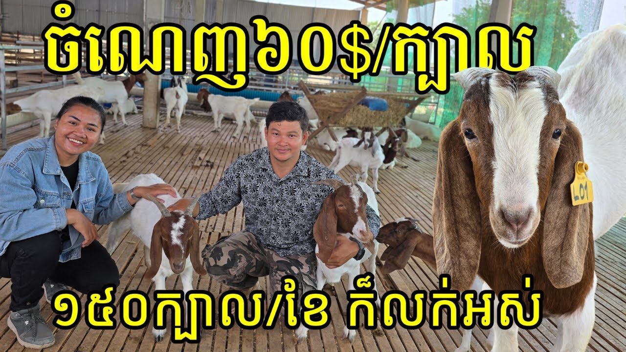 ពពែ១ក្បាលចំណេញ៦០ដុល្លារ ១ថ្ងៃប្រើពេលមើលថែតែ២ម៉ោង ចិញ្ចឹម៤ខែអាចលក់បាន មានដល់១៥០ក្បាលក្នុង១ខែ ក៏លក់អស់