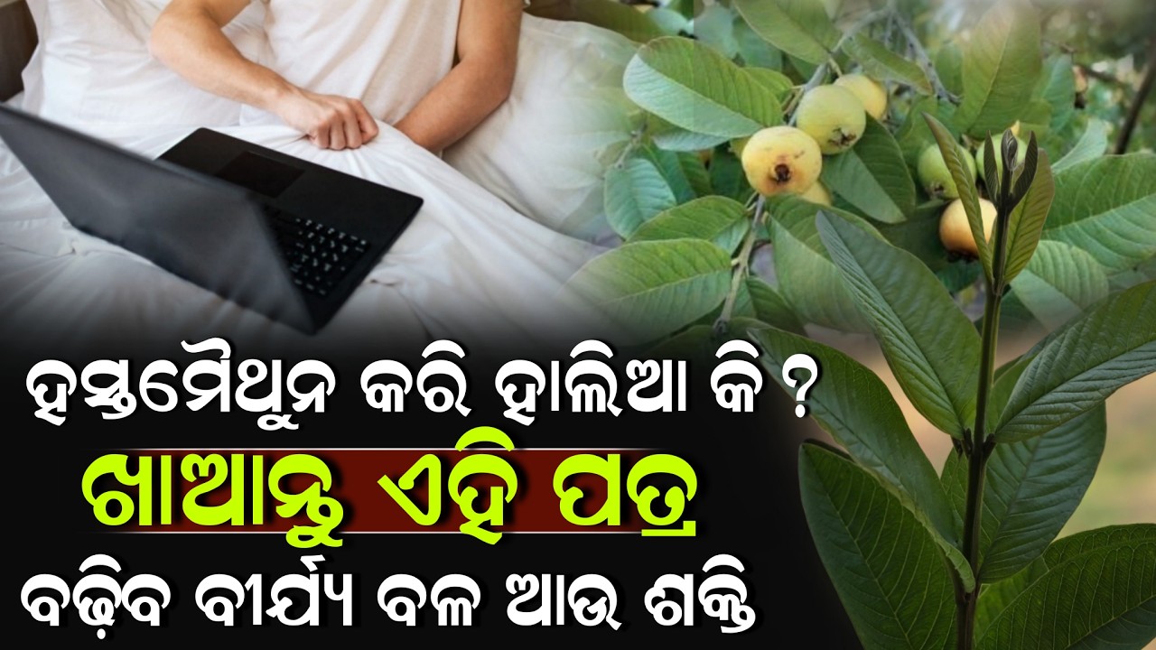 ଥରେ ମାତ୍ର ବ୍ୟବହାର କରି ଦେଖନ୍ତୁ ବାରିରେ ଥିବା ଏହି ଗଛର ପତ୍ର ! Guava Leaf Benefits | ZEE7 ODIA