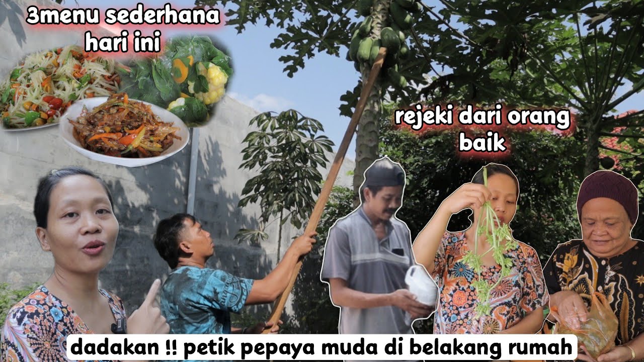 dadakan !! petik pepaya muda langsung olah jadi menu kita hari ini