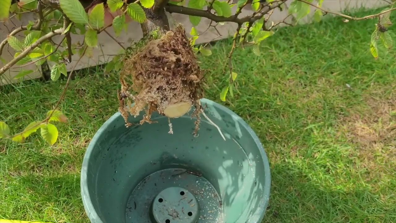 Beech Airlayer Did It Work??