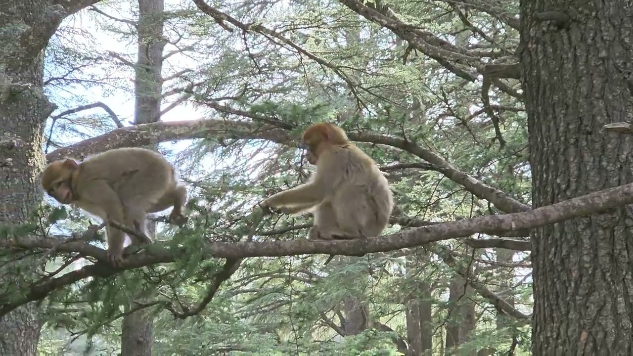 Barbary Macaque Apes - Ifrane National Park - 