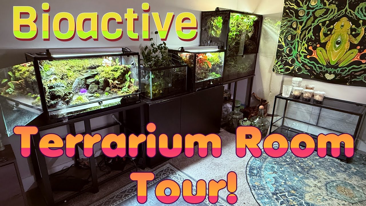 Bioactive Terrarium Room Tour!