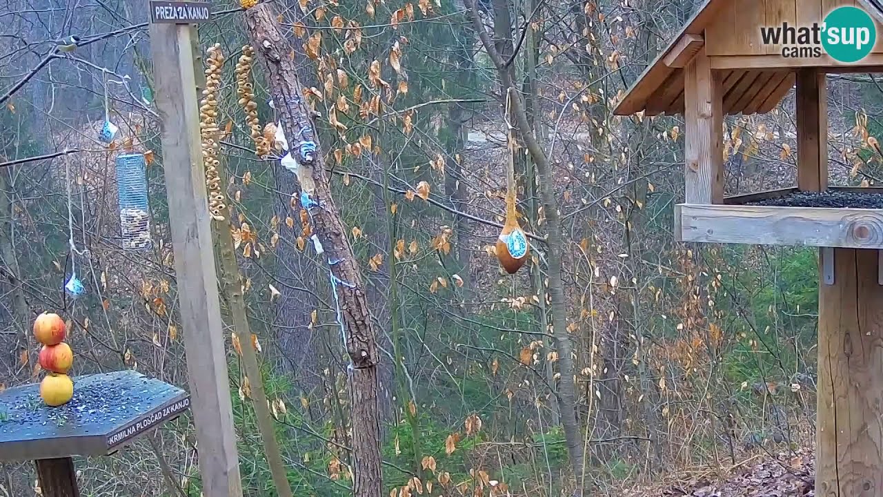 Hranili&scaron;te ptica, Ljubljana ZOO 13.03.2020.