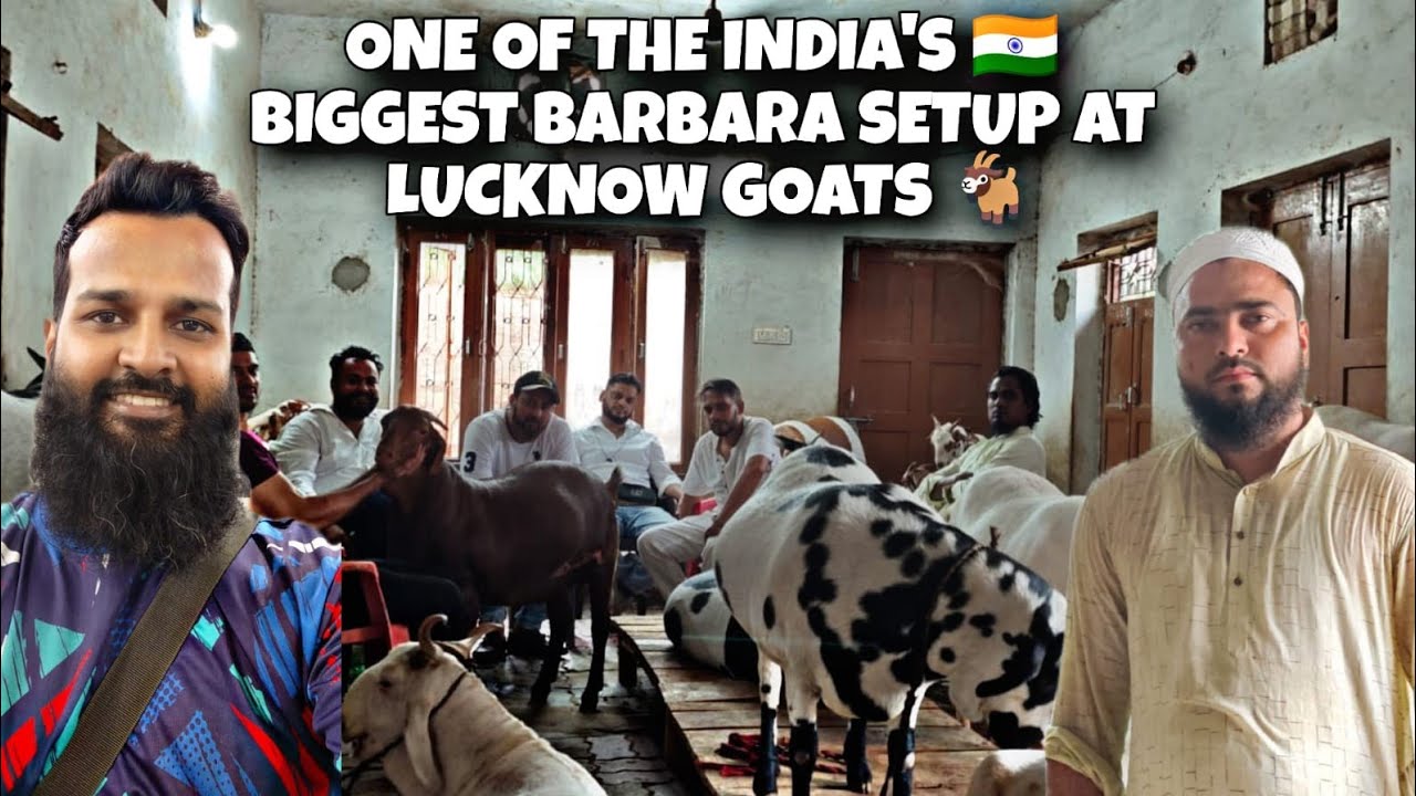 ONE OF THE INDIA'S 🇮🇳 BIGGEST BARBARA GOAT SETUP AT LUCKNOW ❤️ UTTAR PRADESH BY LUCKNOW🐐 BAKREBAAZI