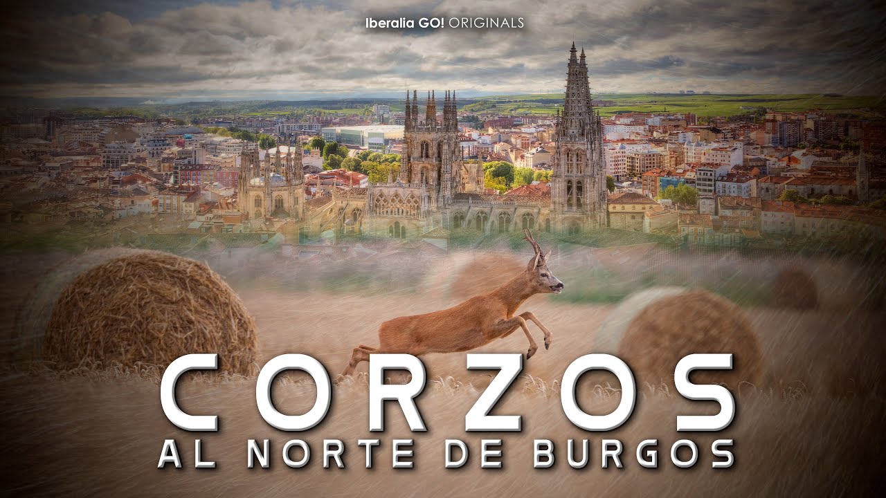 Corzos al norte de Burgos | Iberalia GO!
