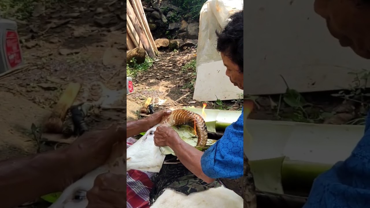 Cara ngebetulkan tanduk domba yg Bengkok ‼️