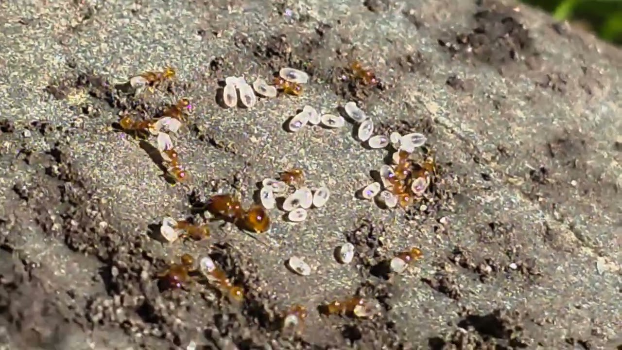 NZ Pheidole Proxima Ant Colony