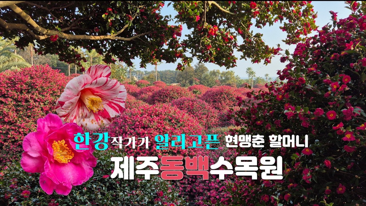 한강작가가 알리고픈 현맹춘할머니_제주동백수목원