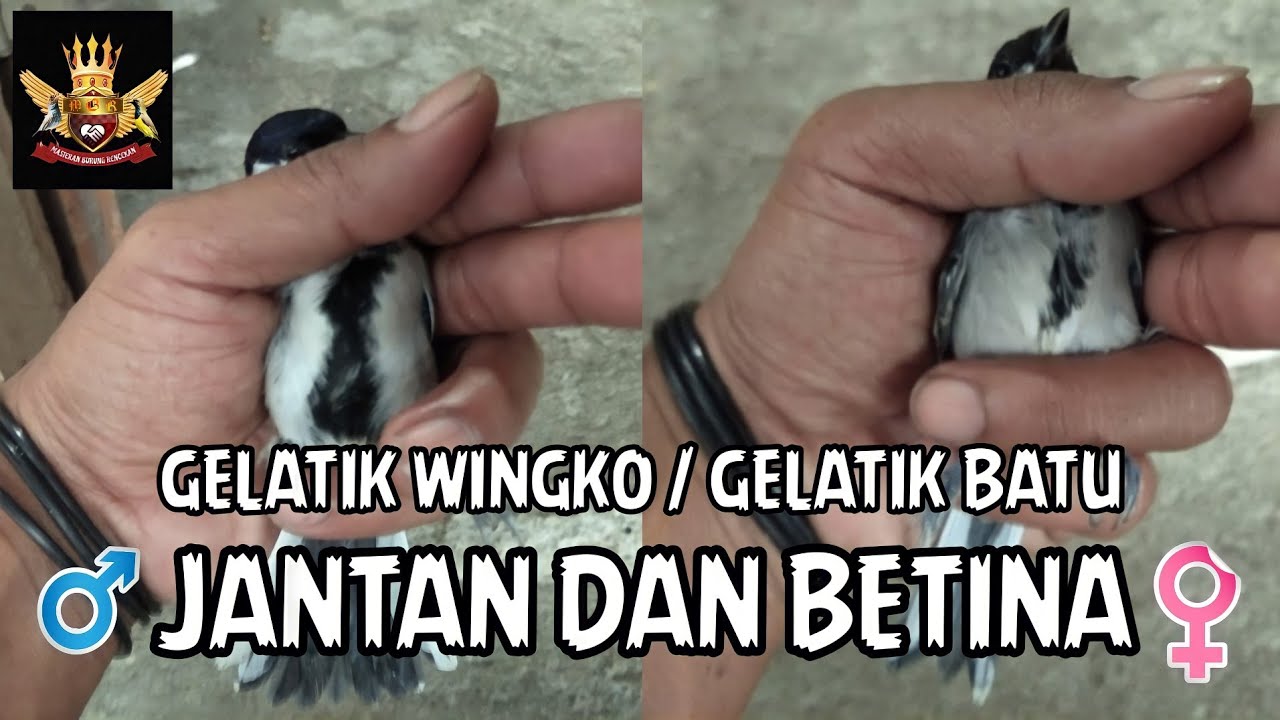 Cara Membedakan Gelatik Batu atau Gelatik Wingko JANTAN DAN BETINA !!
