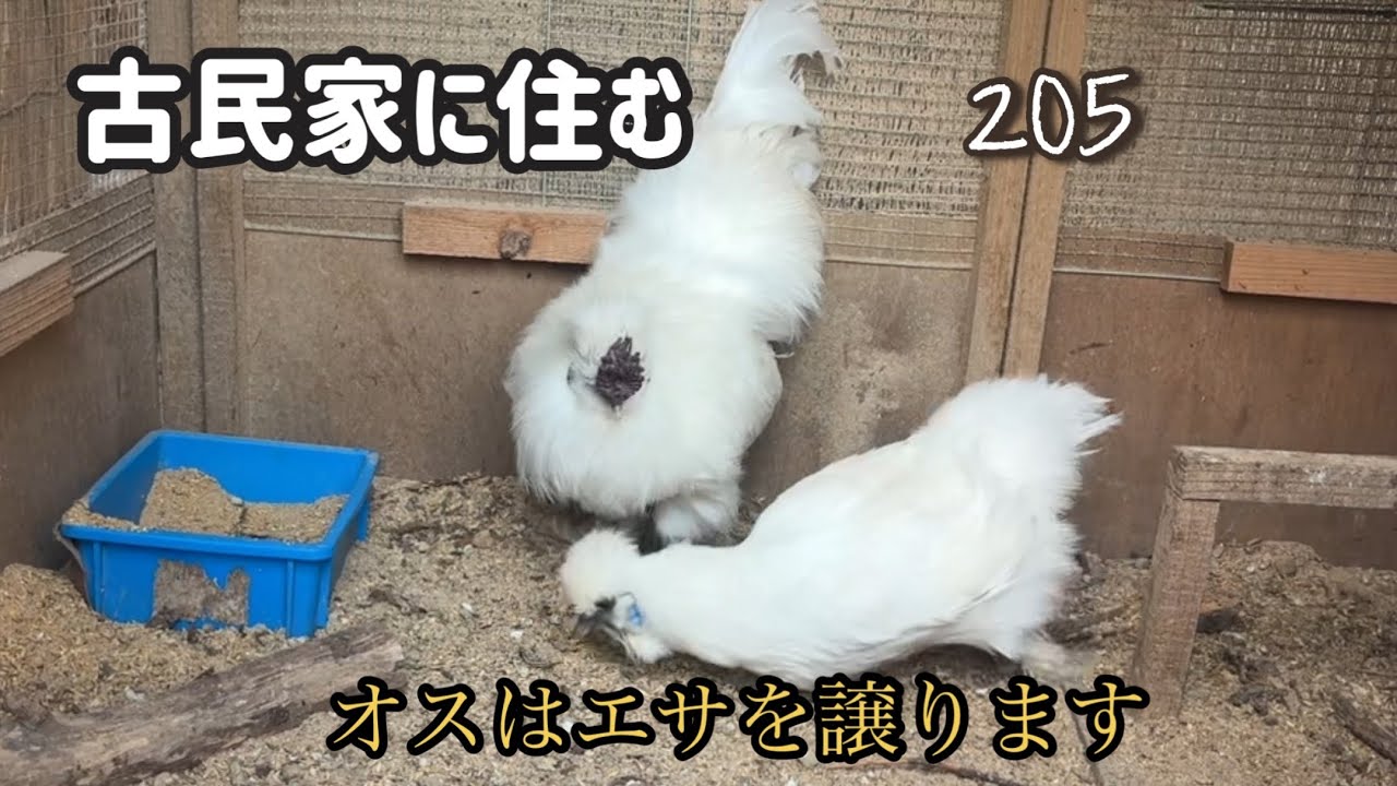 古民家に住む　205 オスはエサを譲ります