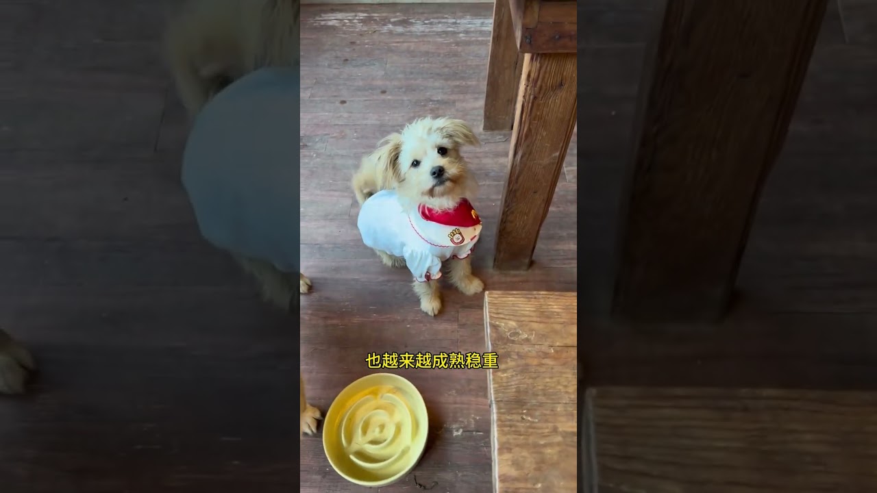 From Rat-Fighting Rock Crevices to Celebrity: The Inspiring Journey of a Life