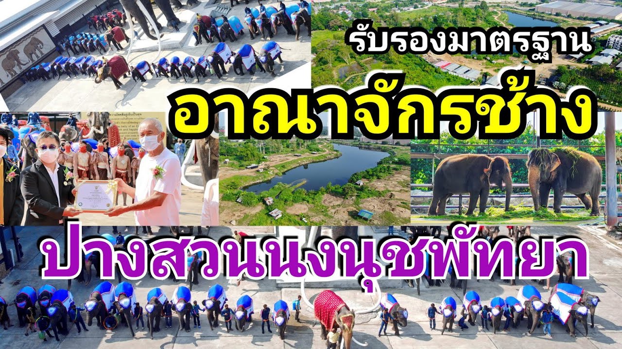 แห่งแรกของเมืองไทย ปางช้างสวนนงนุชพัทยา ได้รับมาตรฐานสากล