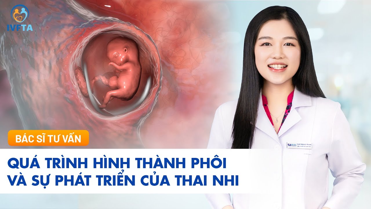 Quá trình hình thành phôi và sự phát triển của thai nhi | ThS.BS Trần Ngọc Vân Anh | IVF Tâm Anh