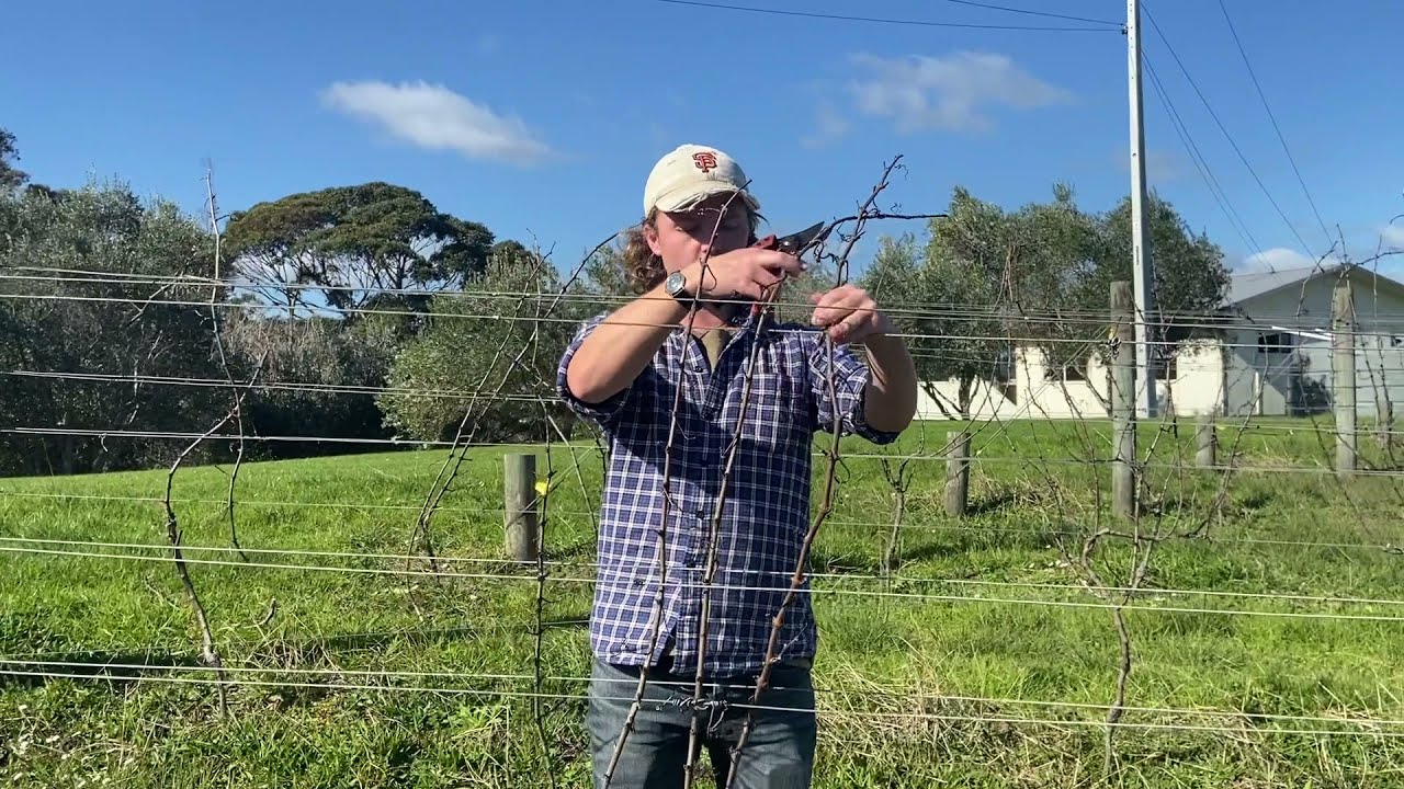 Sap-flow Pruning: Country Calendar episode 1 (pilot)