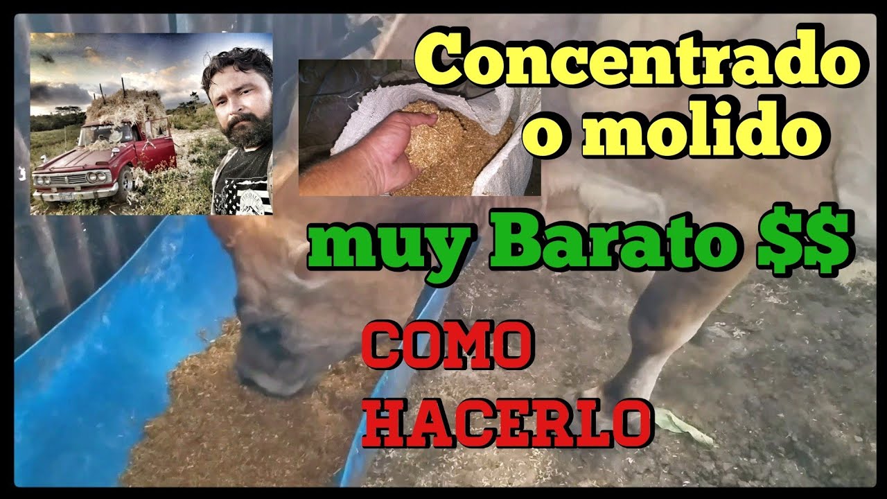 Concentrado o Molido muy barato, como elaborarlo para el ganado bovino.
