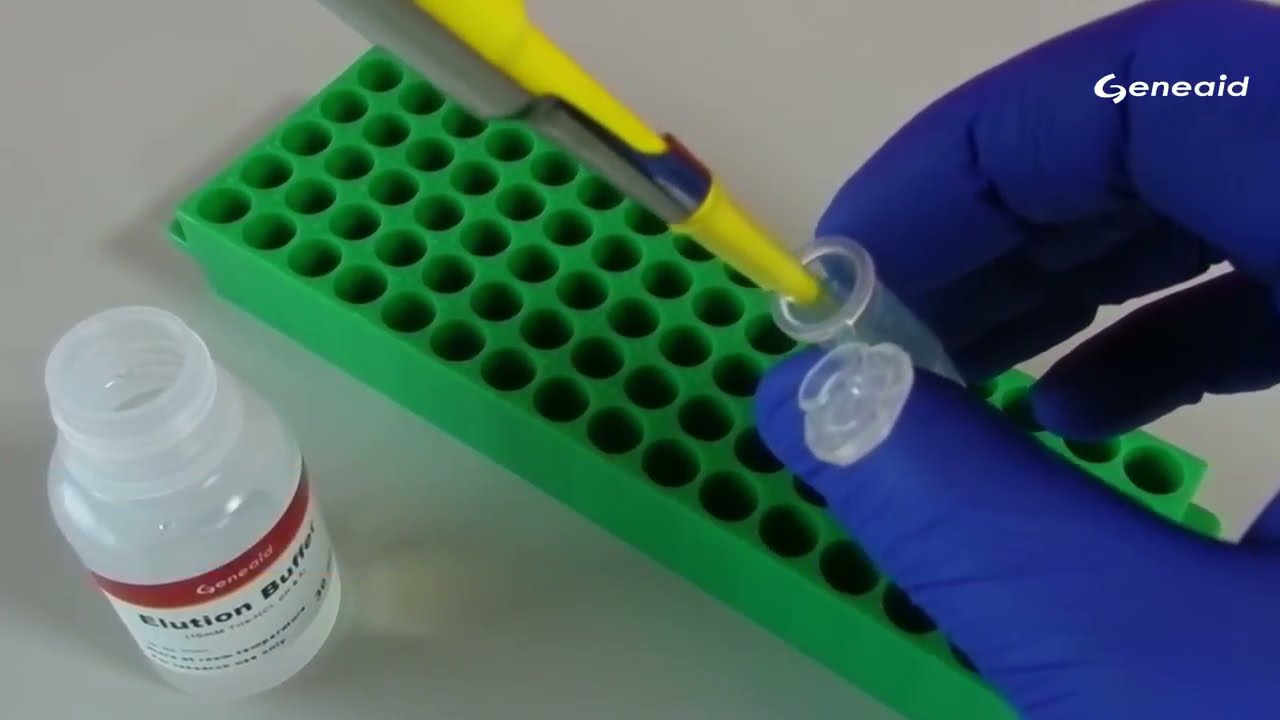 Large DNA Fragments Gel Extraction Kit