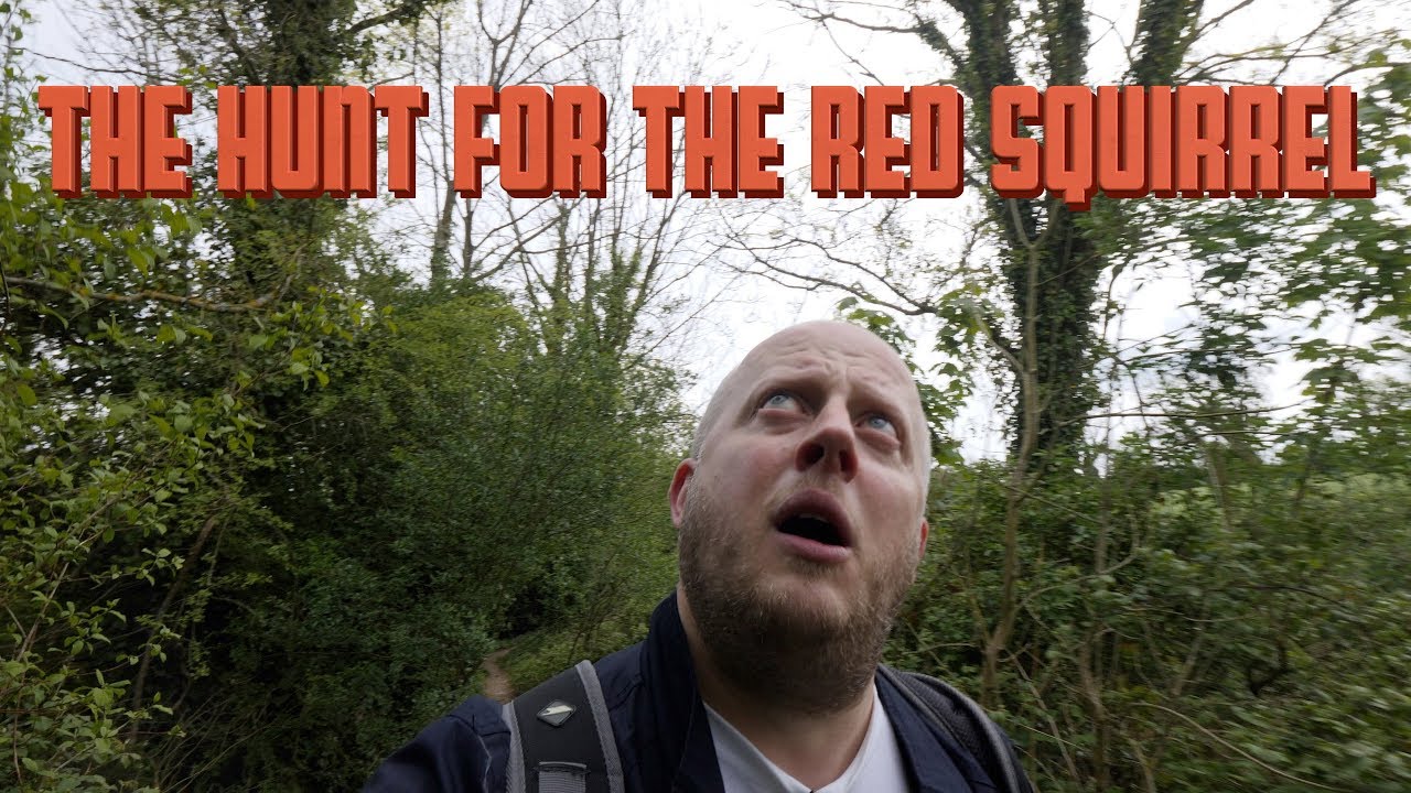 The Hunt for the Red Squirrel - Isle of Wight