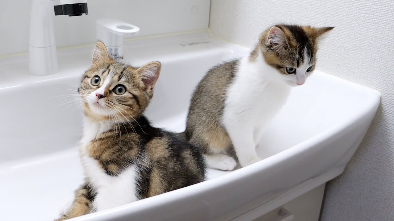 Male cats went on a rampage in the washroom and flooded it!