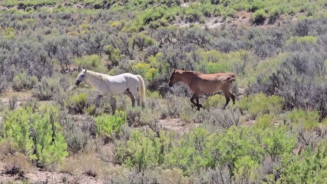 Sand Wash Basin Wild Horses (2) - Colorado
