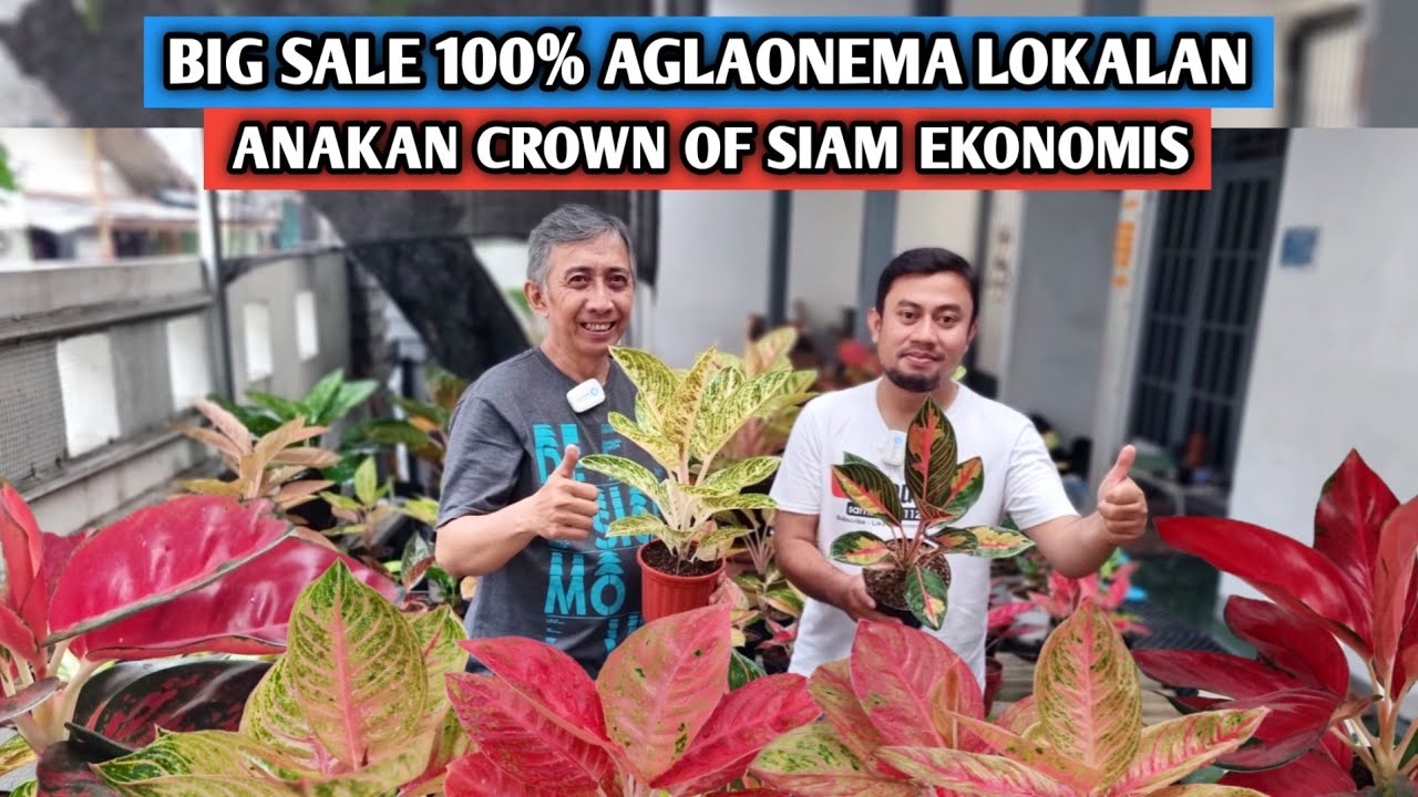 Big sale 100% aglaonema lokalan, anakan Crown of Siam ekonomis