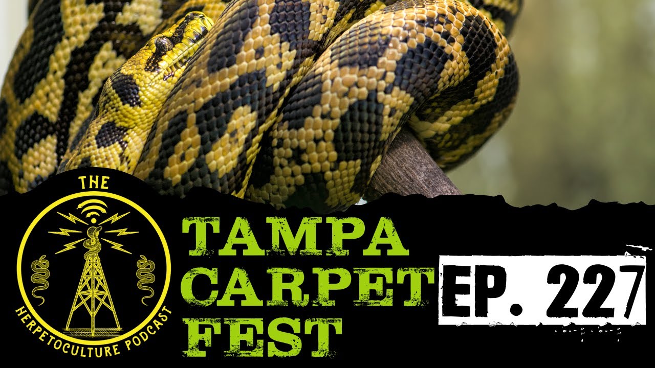 Tampa CarpetFest w/ Clay Emerton | THP Ep. 227