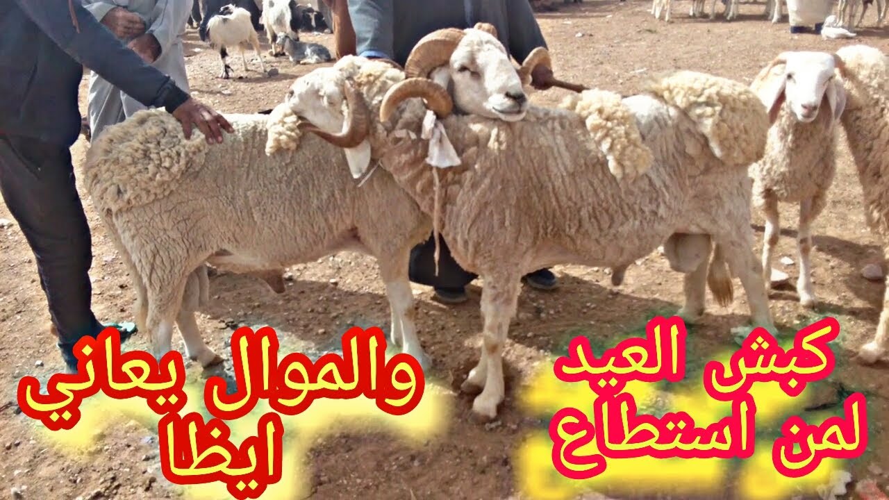 اسعار الاغنام والماعز في سوق ولاية الجلفة | الجزائر