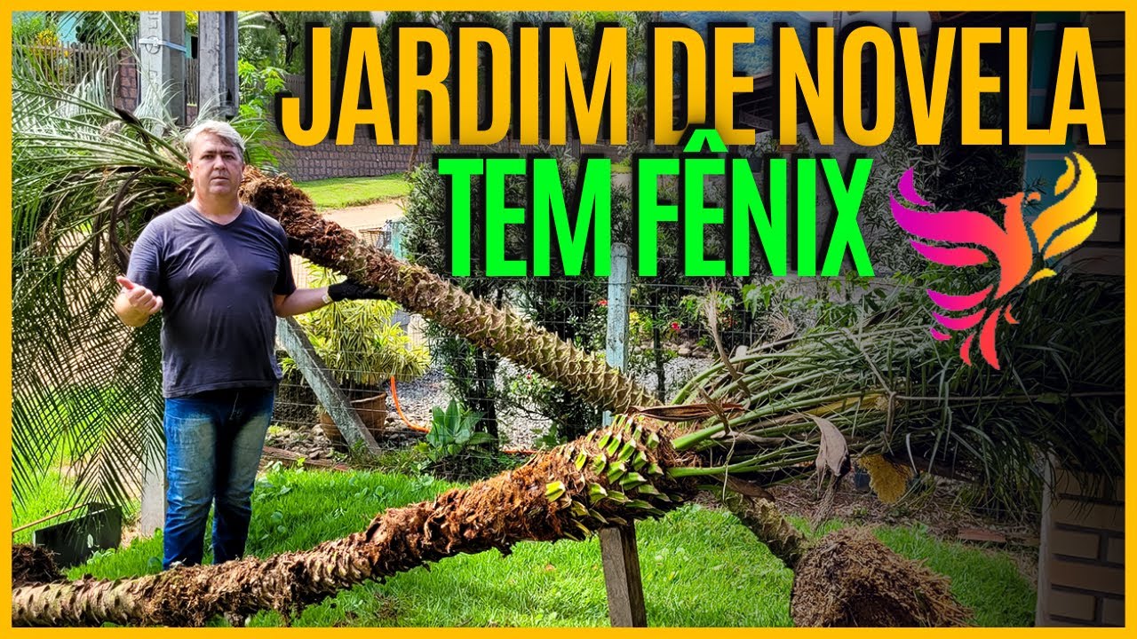 COMO ARRANCAR PALMEIRA FÊNIX E PLANTAR EM SEU JARDIM!