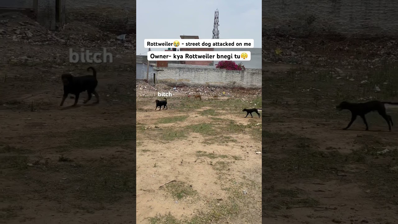 Street dog attack on Rottweiler | roxy the Rottweiler #reviewreloaded #rottweiler #shorts