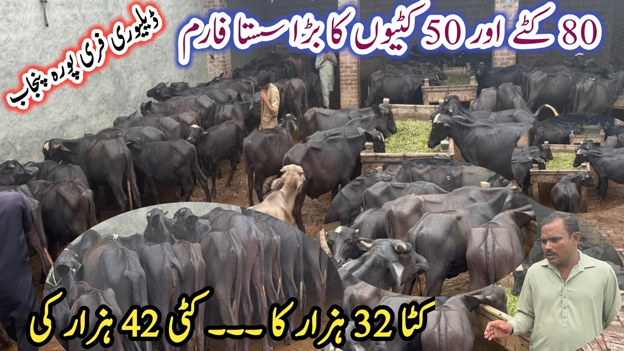 Katta and Katti Farming in Pakistan 2024 | Dairy Farming Business ideas | Cattle Farming