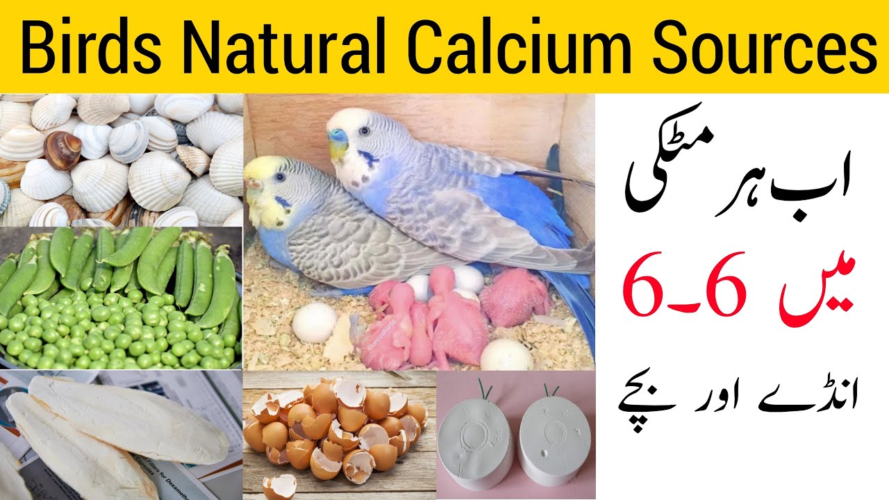 Birds natural calcium sources | budgies parrots ki calcium ki kami kase puri kare | calcium sources