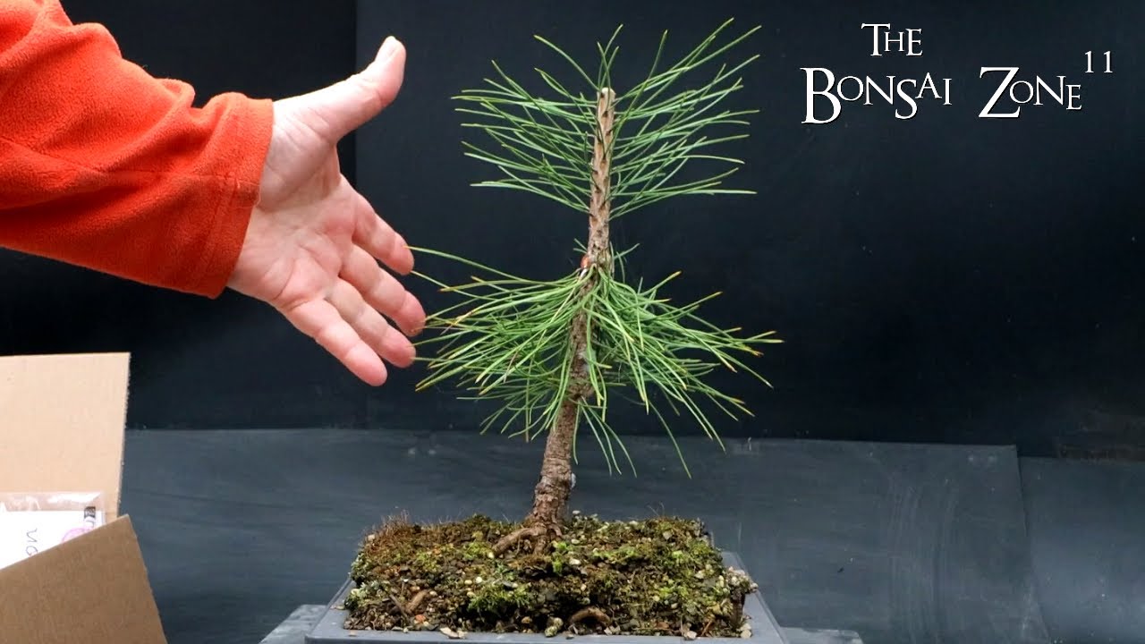 Repotting My Japanese Black Pine, The Bonsai Zone, Feb 2024