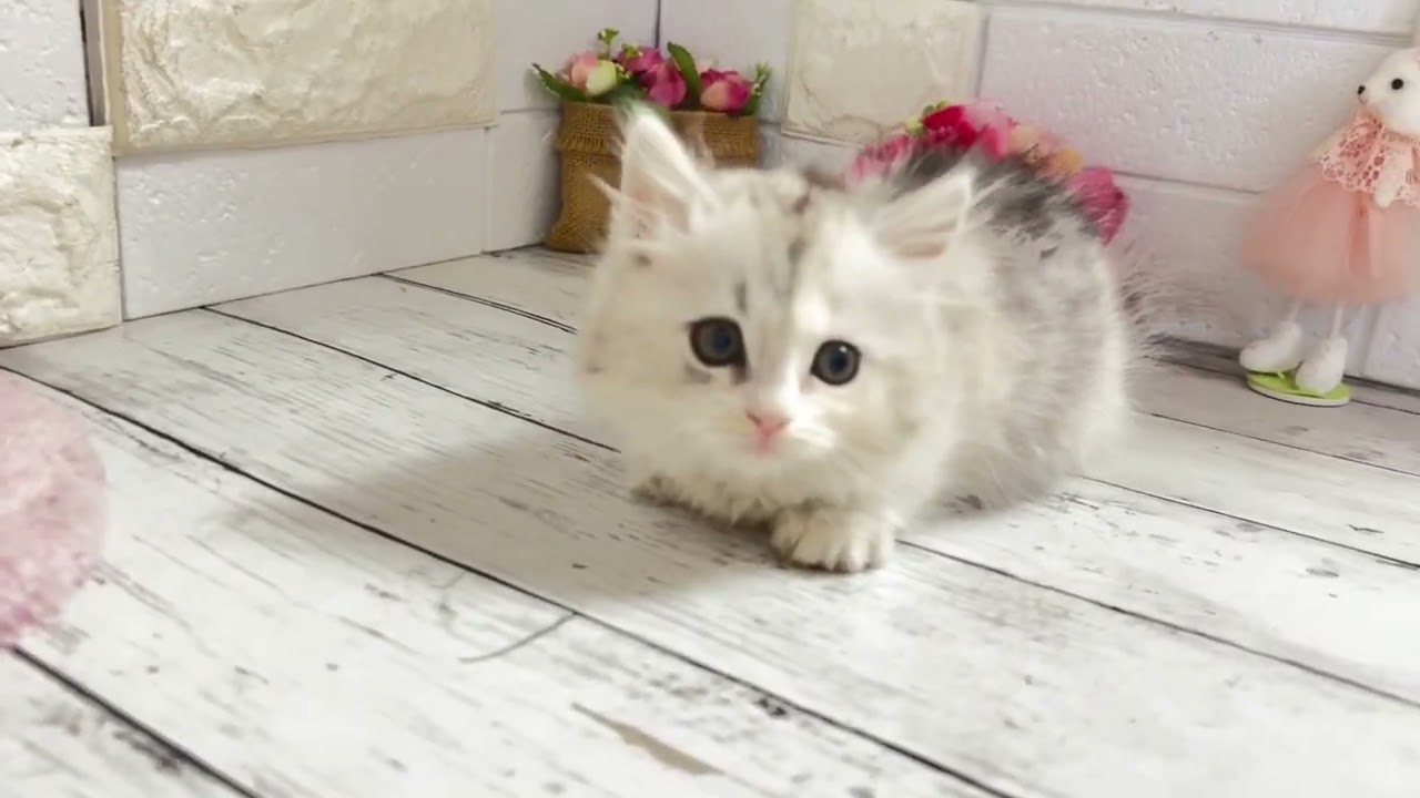 まいの×嵐から生まれたミヌエットの短足ちゃん④