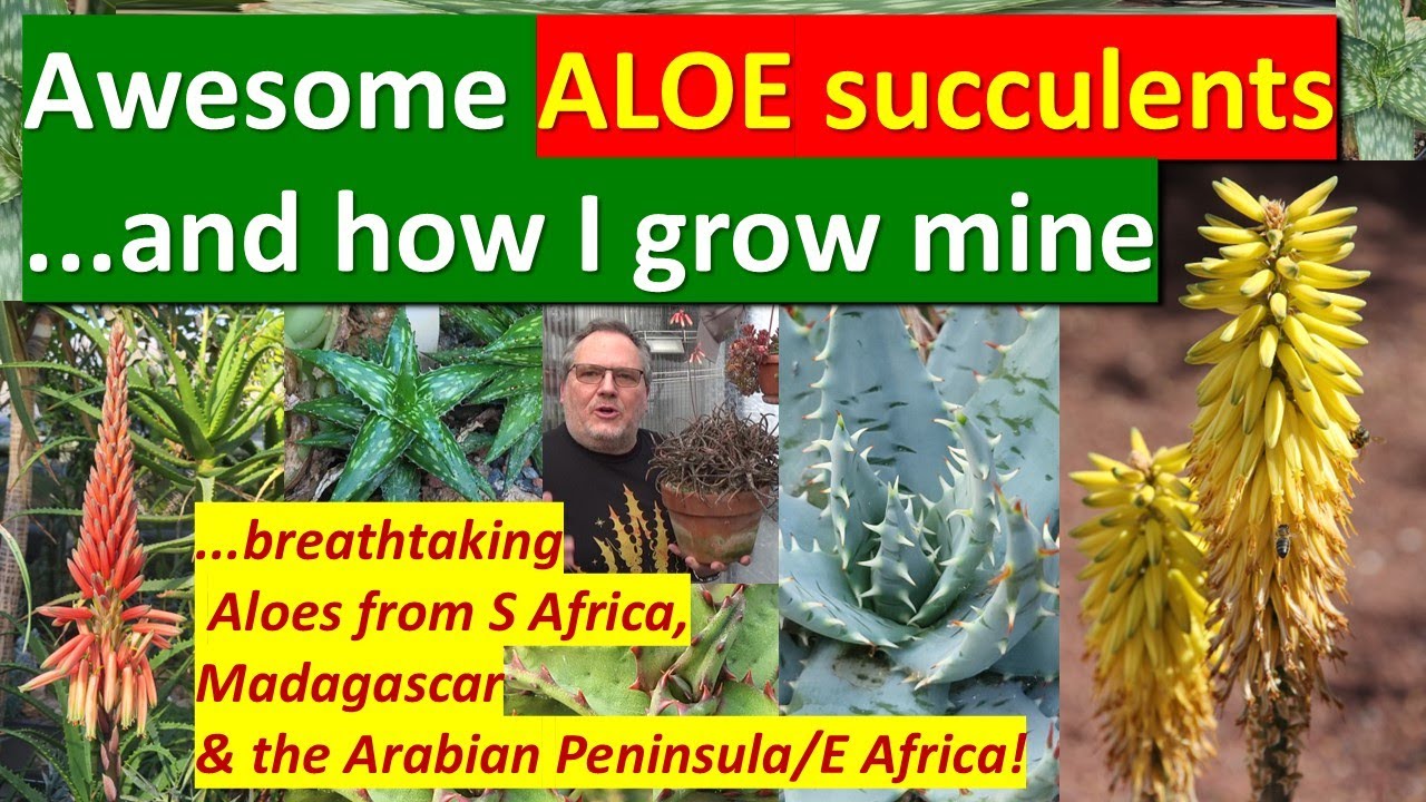 How to grow ALOE succulent plants, 101-care & awesome examples #succulentcollection #aloe #aloevera
