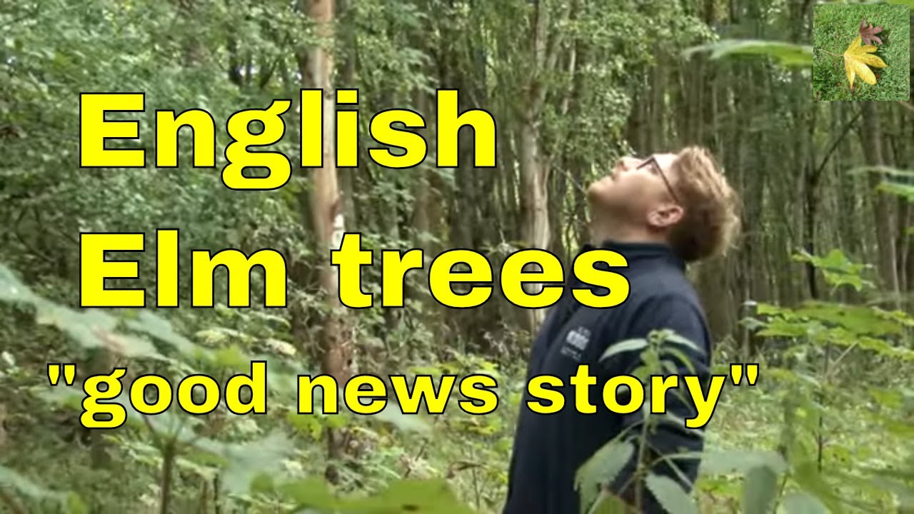 Elm trees in Britain
