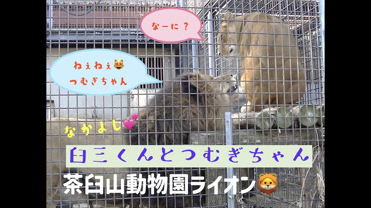 茶臼山動物園ライオン🦁なかよし臼三くんとつむぎちゃん💕