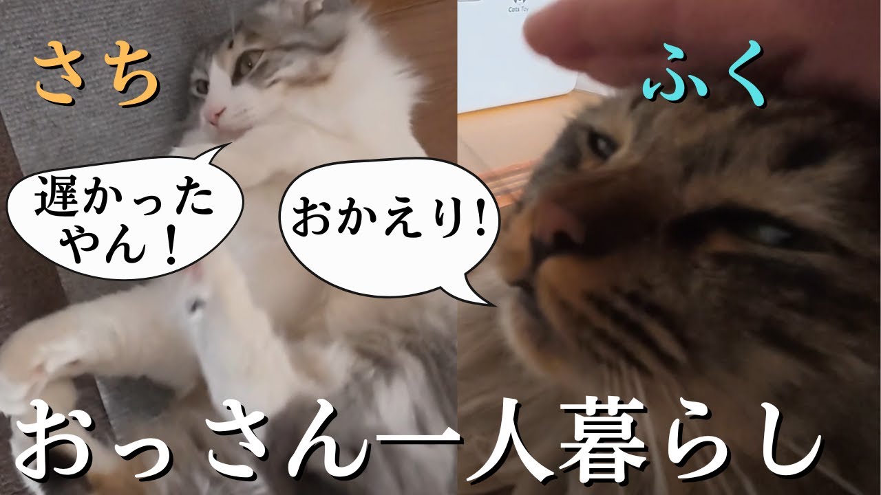 【猫のいる暮らし】猫との暮らしってこんな素敵やったんや。早く家に帰りたくなります。
