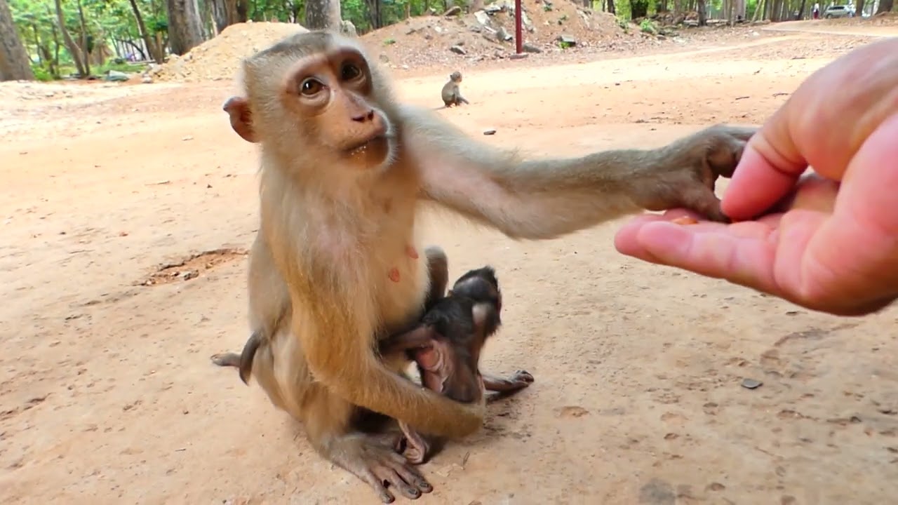 Cherry take Other baby to look after while He do hunger of milk !