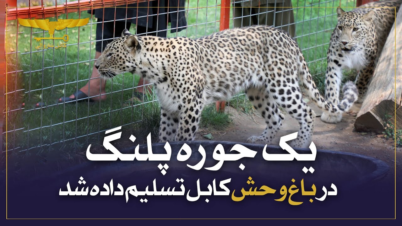 یک جوره پلنگ به باغ وحش کابل تسلیم داده شد
