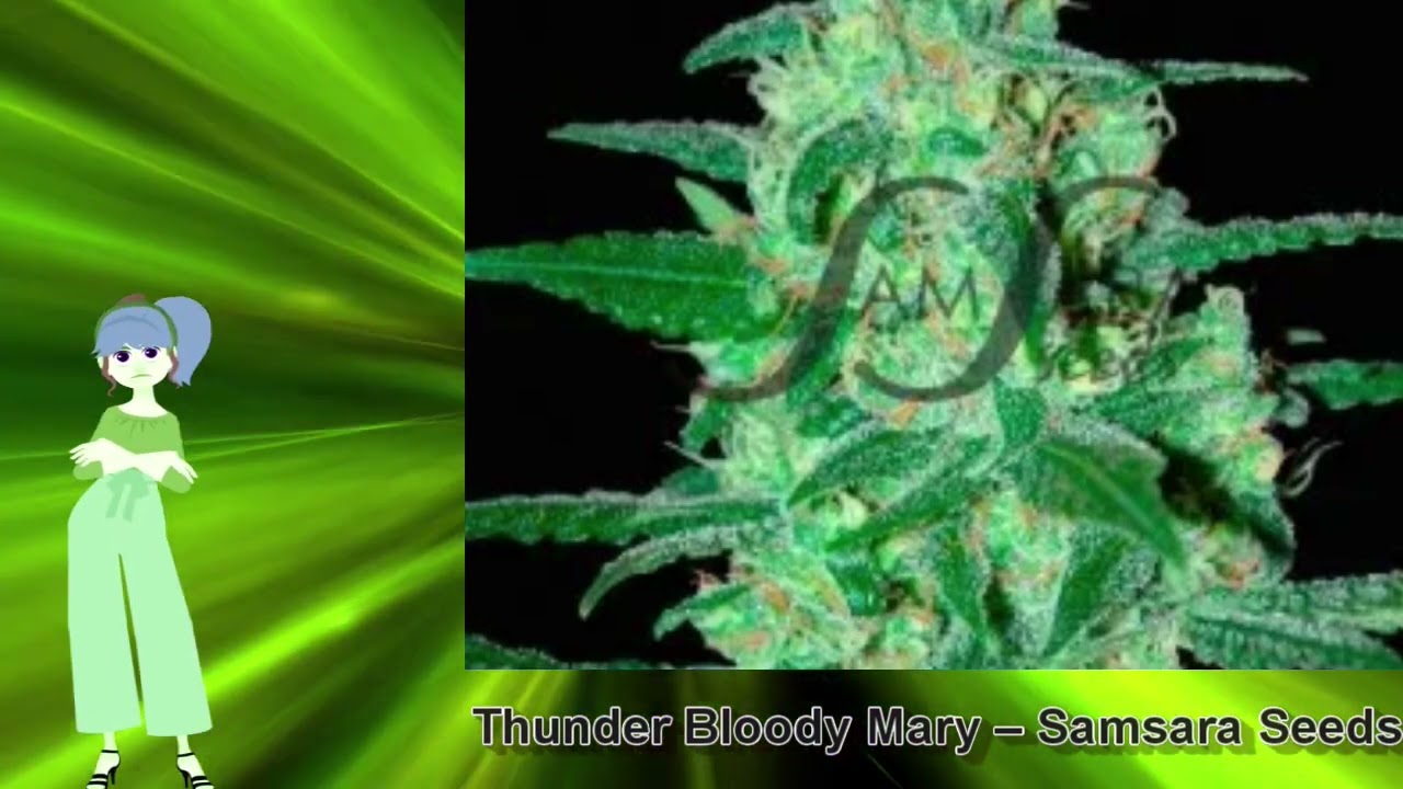 Thunder Bloody Mary &ndash; Samsara Seeds