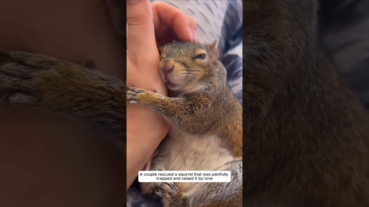 A couple rescued a squirrel that was painfully trapped and raised it by love