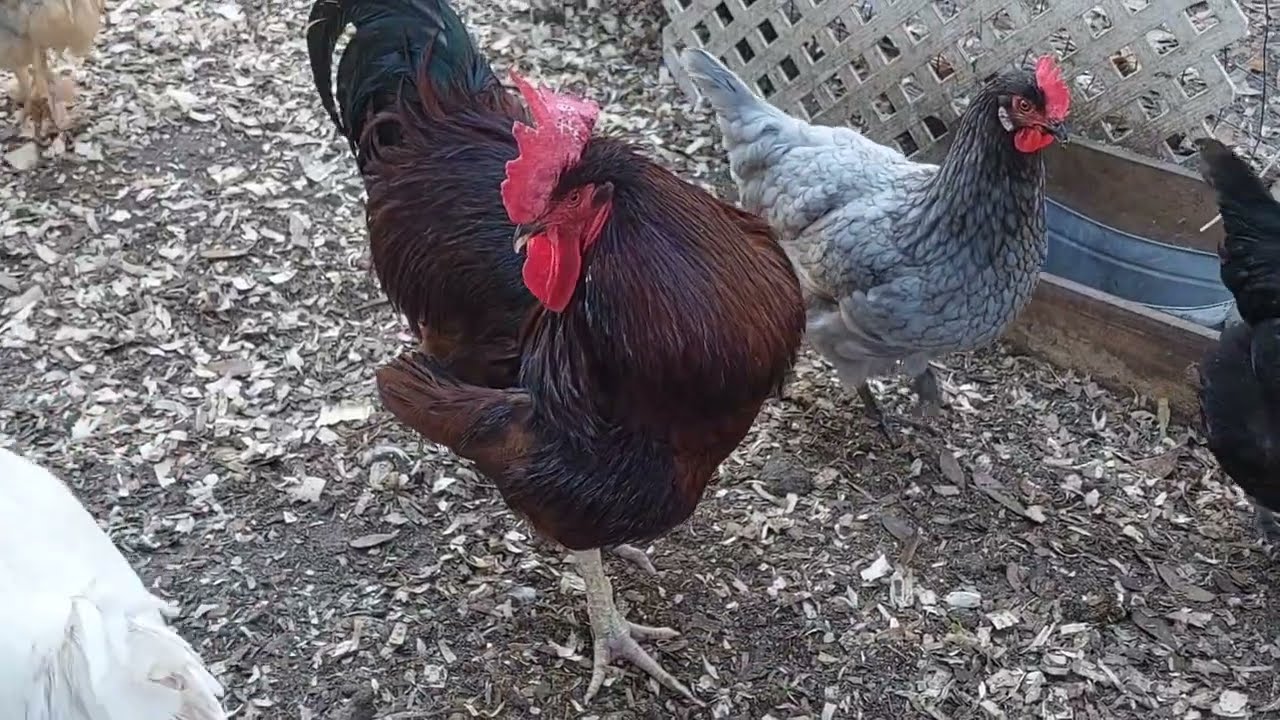 Будут ли хищники избегать вашей стаи?