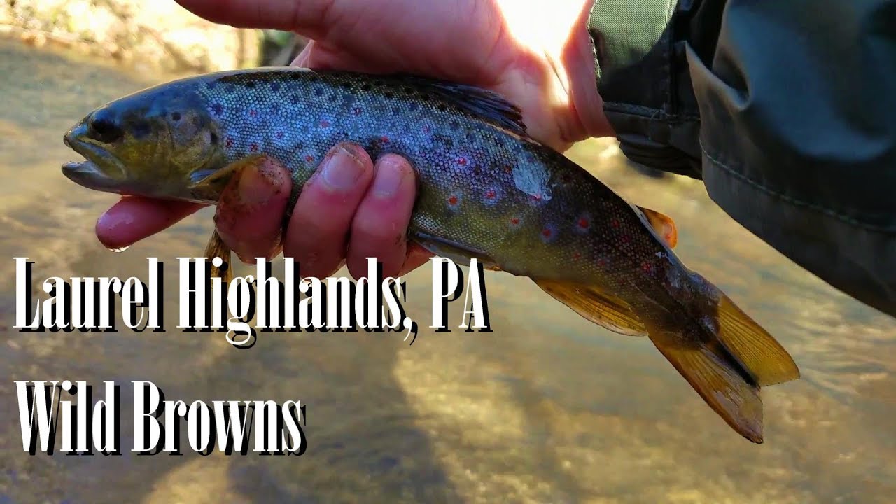WBD -  Fly Fishing Laurel Highlands, PA  Wild Browns  Euro Nymphing/Tightlining