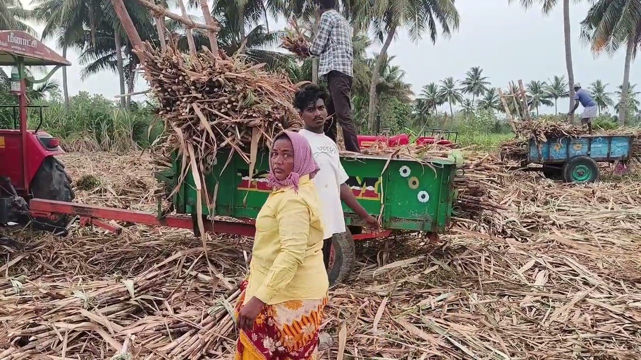 Sugarcane loading in the field using tractor